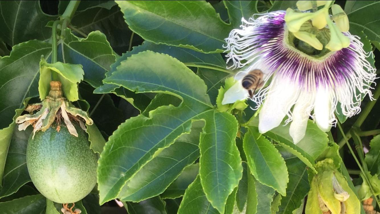 Bio Garden Stonehouse Villa Gonia Dış mekan fotoğraf