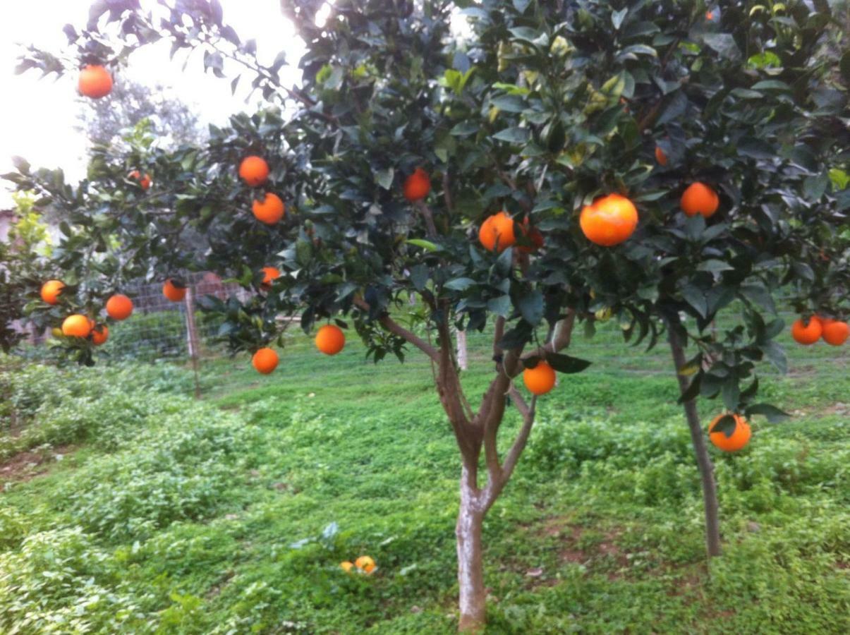 Bio Garden Stonehouse Villa Gonia Dış mekan fotoğraf