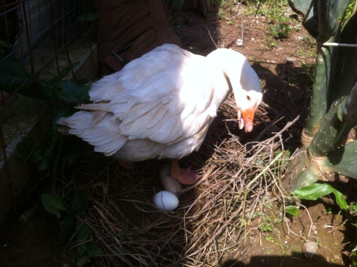 Bio Garden Stonehouse Villa Gonia Dış mekan fotoğraf